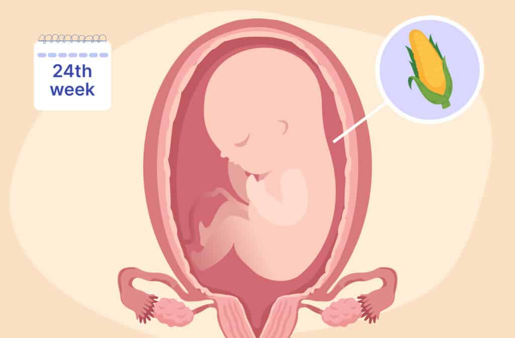 An illustration of a uterus and a fetus the size of an ear of corn representing 24 weeks pregnant.