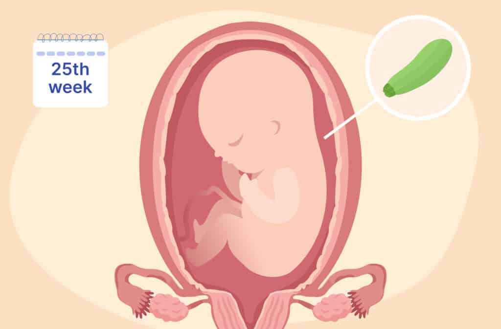 An illustration of a uterus and a fetus the size of a courgette representing 25 weeks pregnant.