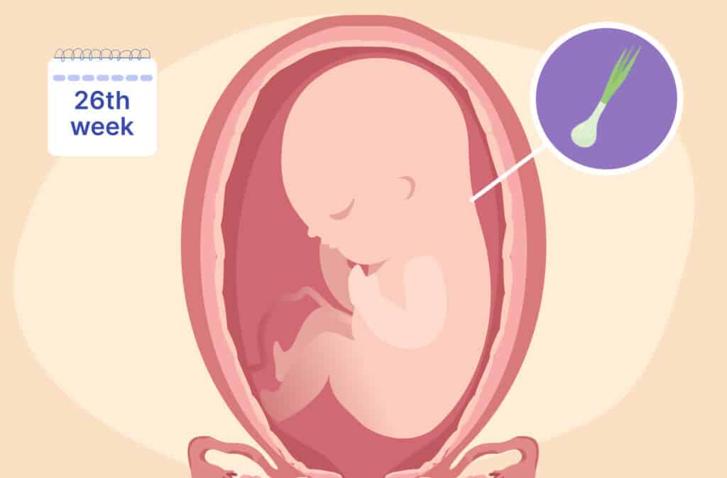 An illustration of a uterus and a fetus the size of a green onion representing 26 weeks pregnant.