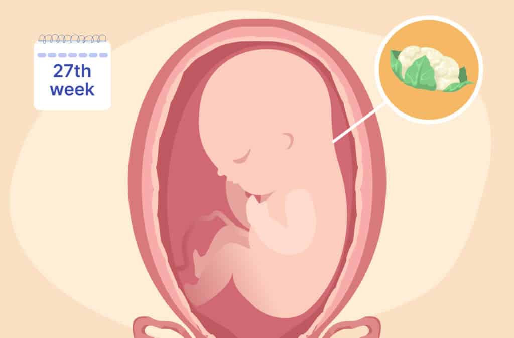 An illustration of a uterus and a fetus the size of a cauliflower representing 27 weeks pregnant.