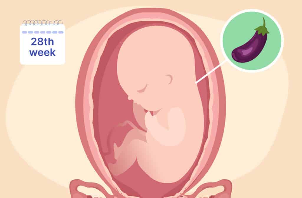 An illustration of a uterus and a fetus the size of an eggplant representing 28 weeks pregnant.