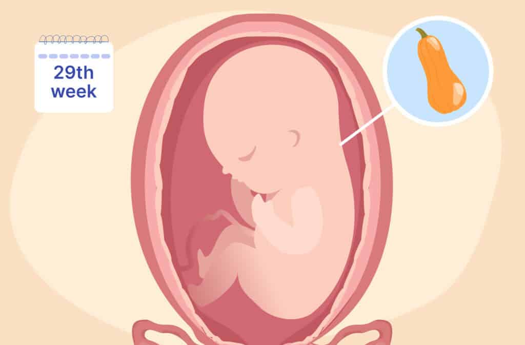 An illustration of a uterus and a fetus the size of a butternut squash representing 29 weeks pregnant.