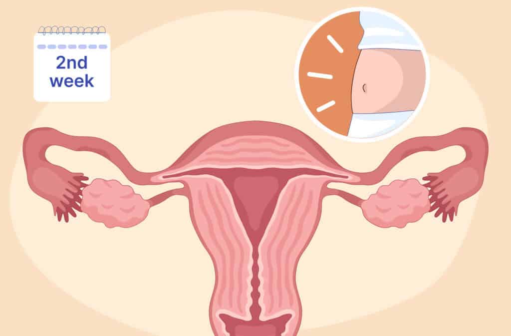 An illustration of a uterus and a bloated belly representing 2 weeks pregnant.