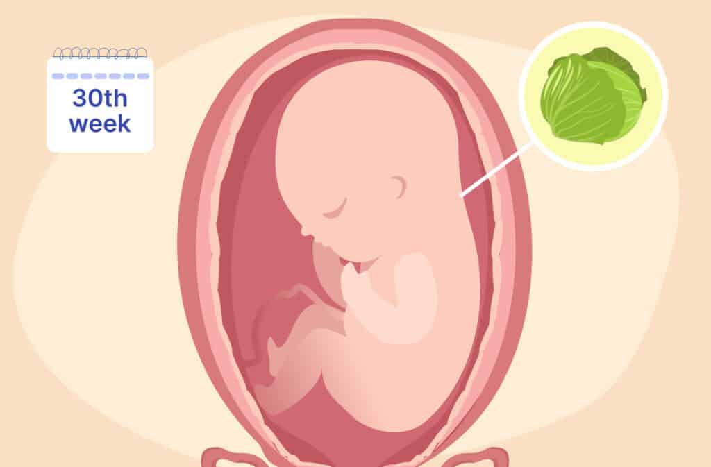 An illustration of a uterus and a fetus the size of a cabbage representing 30 weeks pregnant.