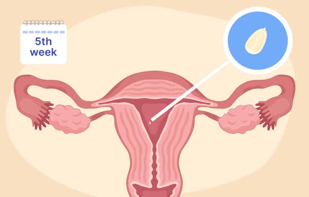 An illustration of a uterus and the embryo is about the size of a sesame seed representing 5 weeks pregnant