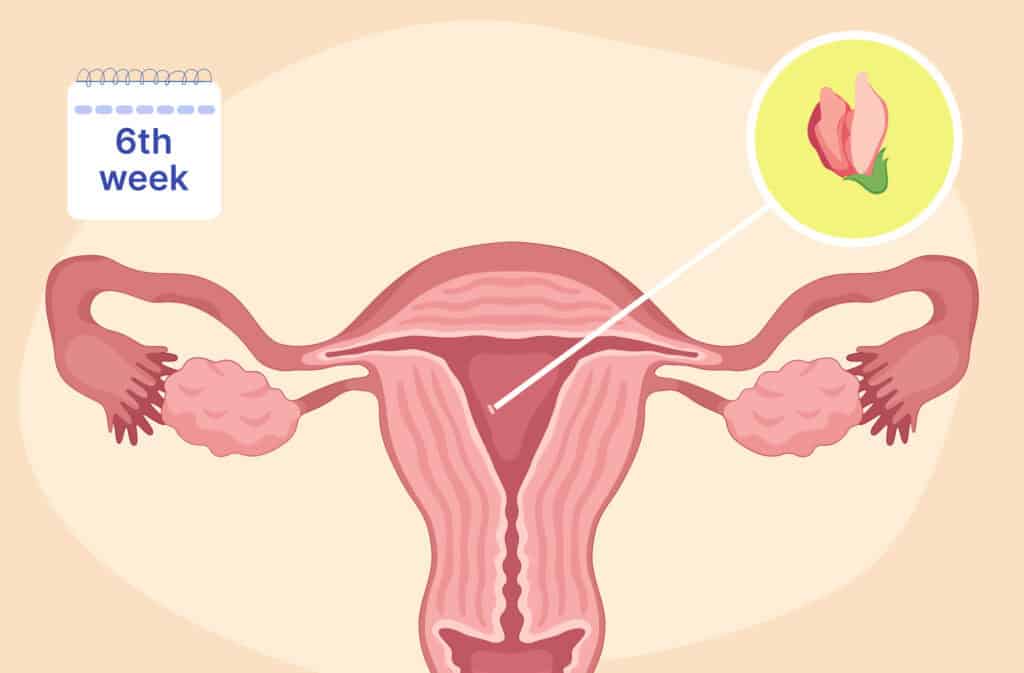 An illustration of a uterus and the embryo the size of a sweet pea representing 6 weeks pregnant.