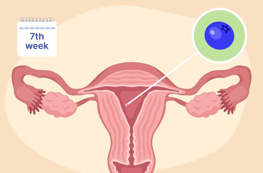 An illustration of a uterus and a fetus the size of a blueberry representing 7 weeks pregnant.