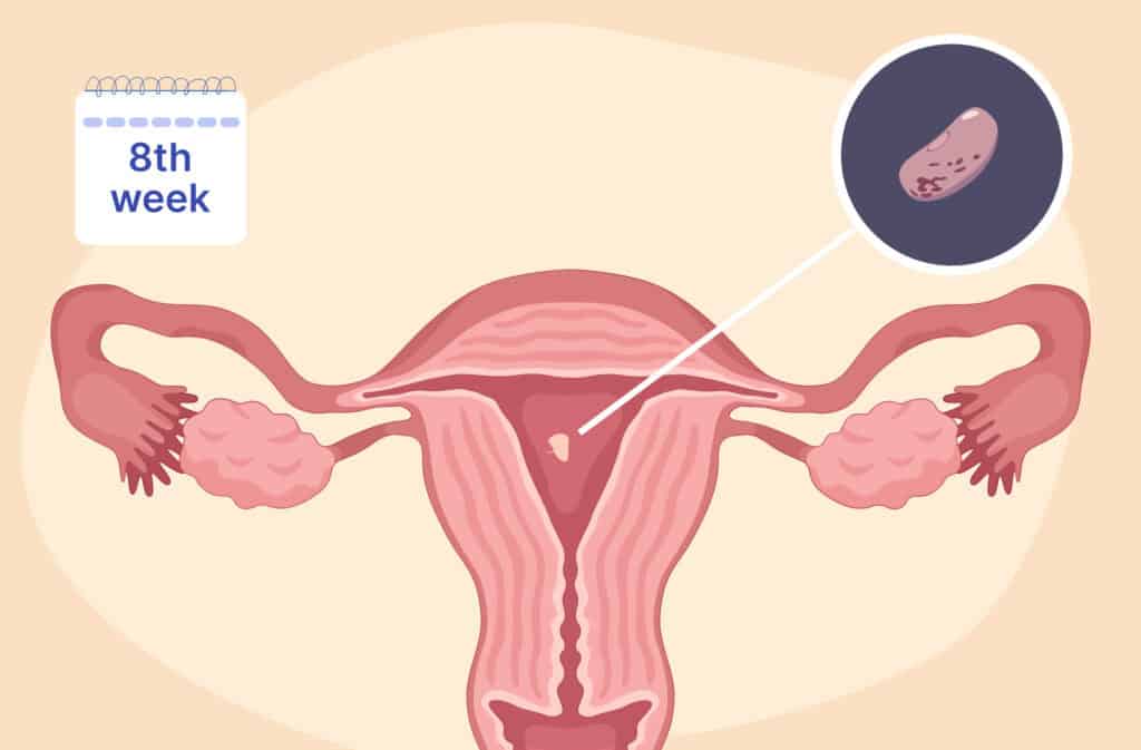 An illustration of a uterus and a fetus the size of a kidney been representing 8 weeks pregnant.