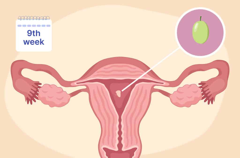 An illustration of a uterus and a fetus the size of a grape representing 9 weeks pregnant.