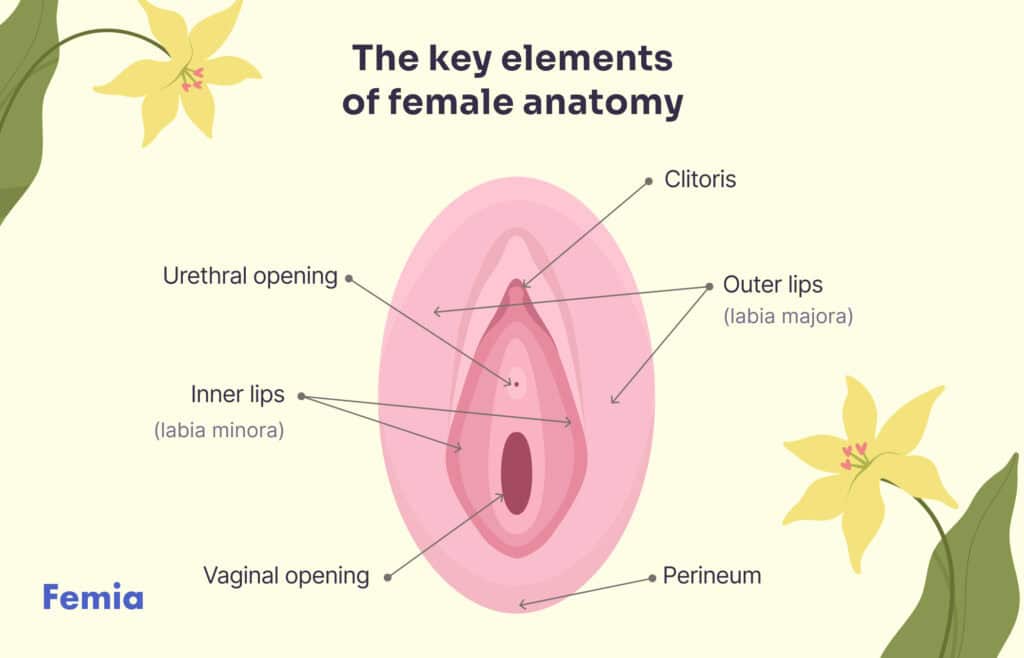 A chart showing the key elements of female anatomy.