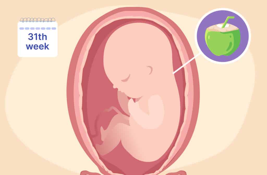 An illustration of a uterus and a fetus the size of a coconut representing 31 weeks pregnant.