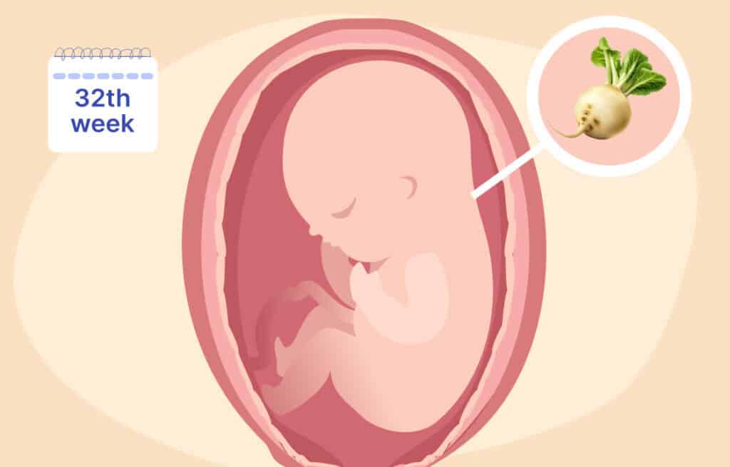 An illustration of a uterus and a fetus the size of a jicama representing 32 weeks pregnant