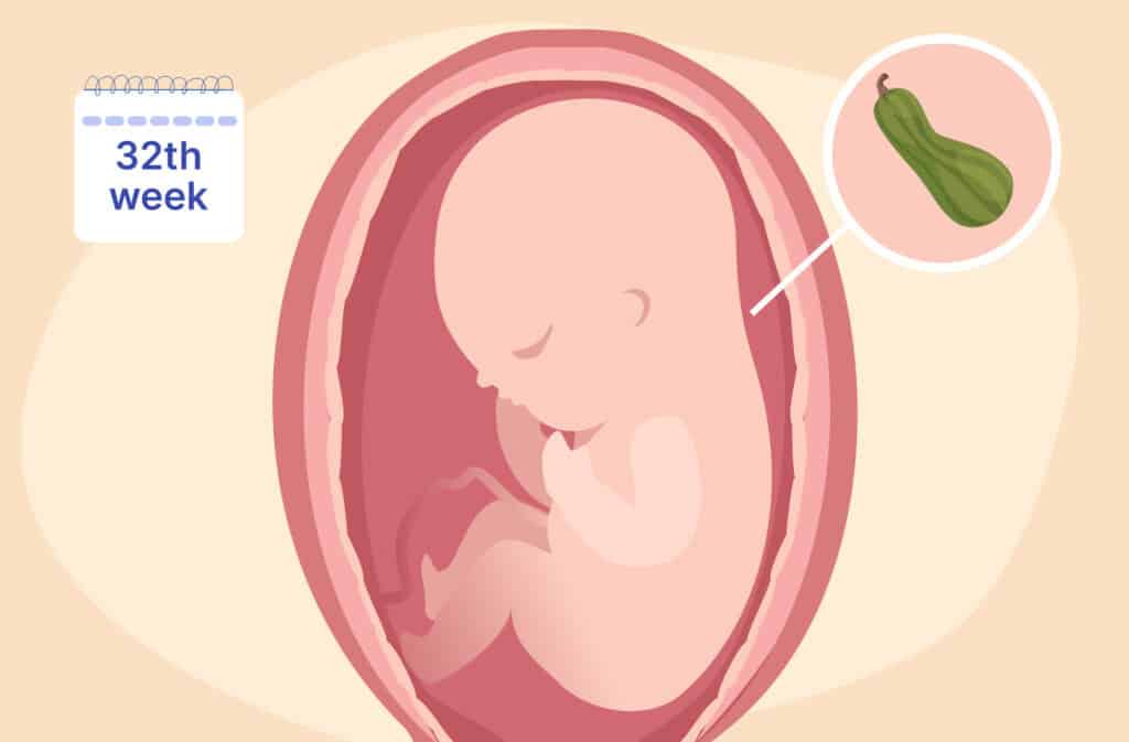 An illustration of a uterus and a fetus the size of a squash representing 32 weeks pregnant.