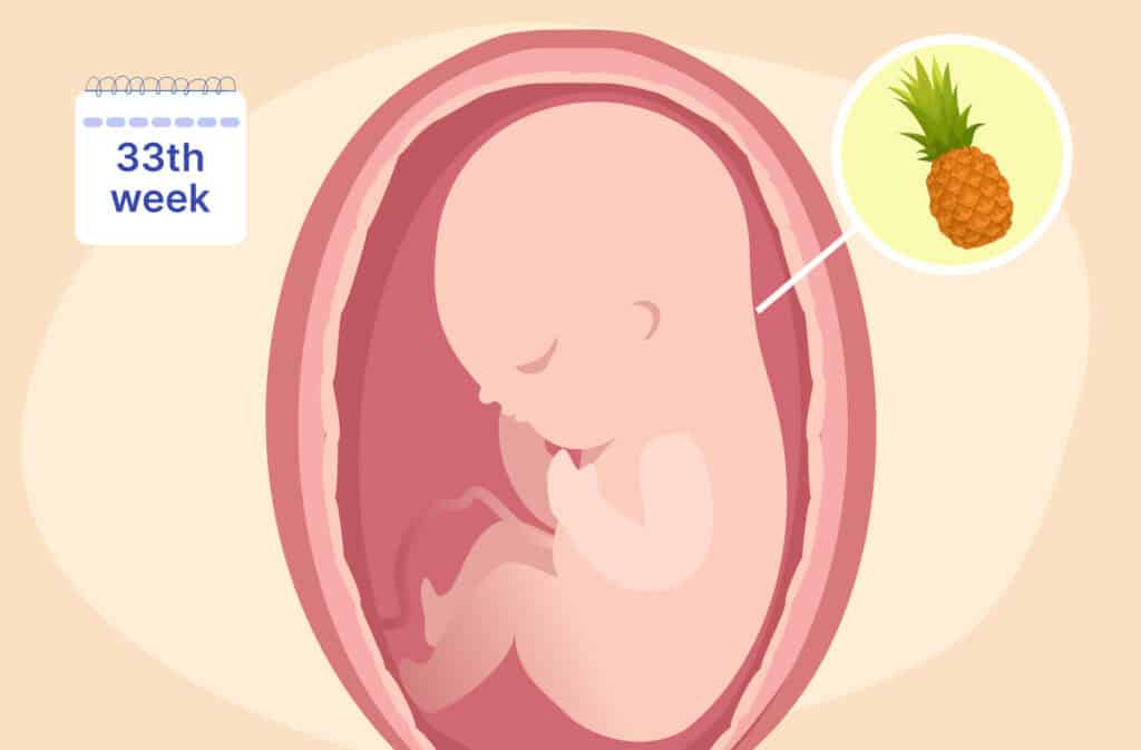 An illustration of a uterus and a fetus the size of a pineapple representing 33 weeks pregnant.