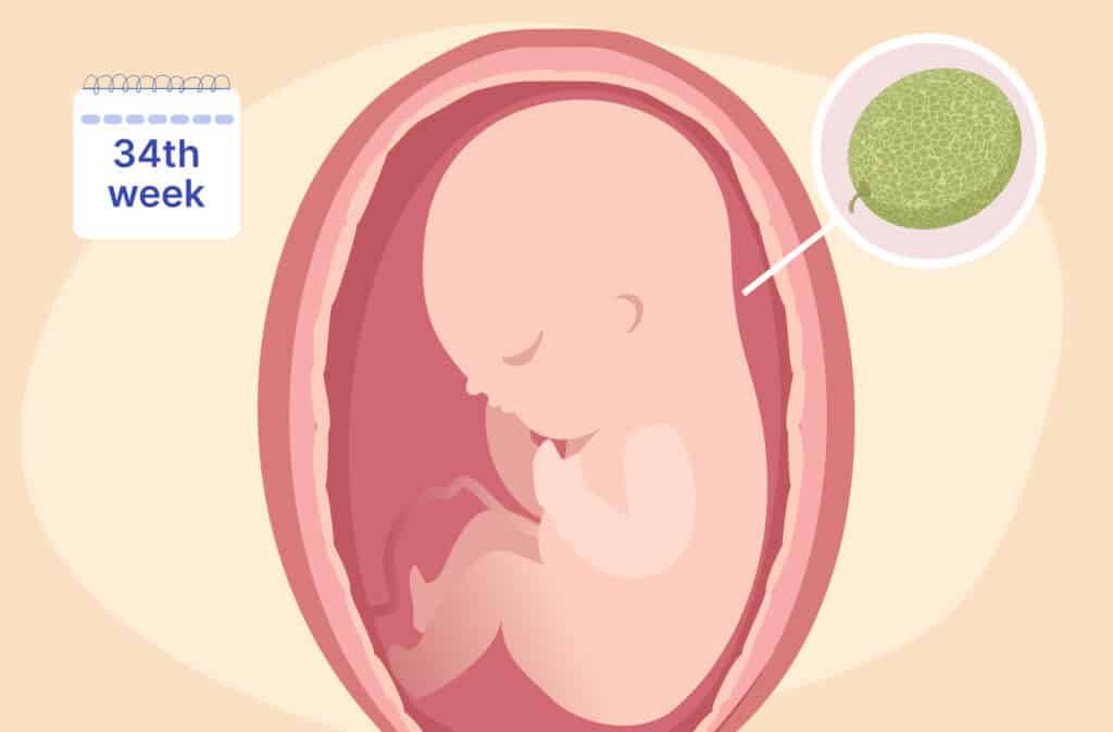 An illustration of a uterus and a fetus the size of a cantaloupe representing 34 weeks pregnant.