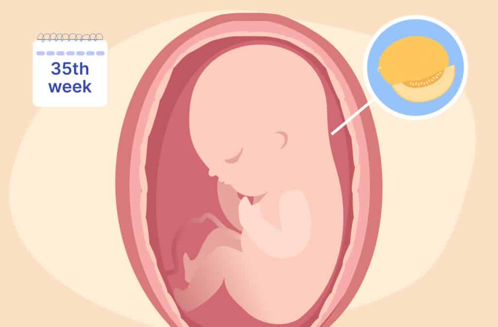 An illustration of a uterus and a fetus the size of a honeydew melon representing 35 weeks pregnant.