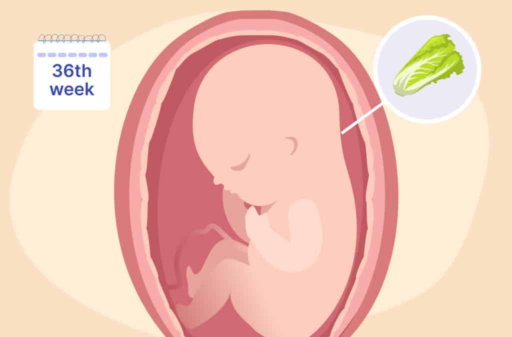 An illustration of a uterus and a fetus the size of a lettuce representing 36 weeks pregnant.