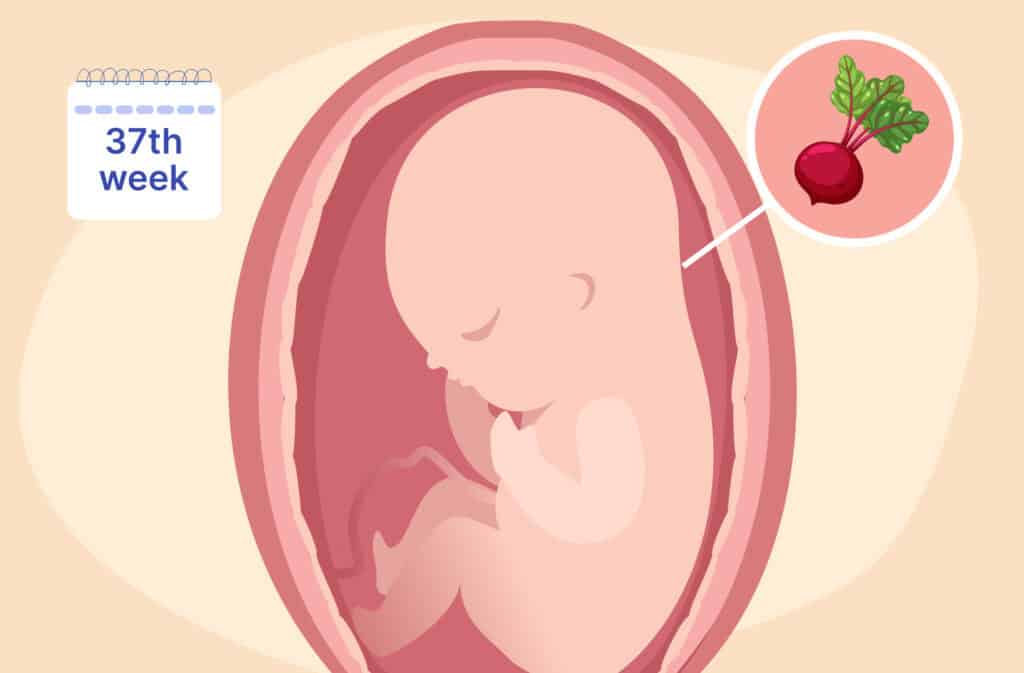 An illustration of a uterus and a fetus the size of a Swiss chard representing 37 weeks pregnant.