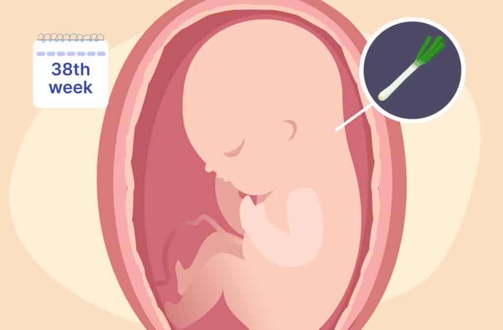 An illustration of a uterus and a fetus the size of a leek representing 38 weeks pregnant.