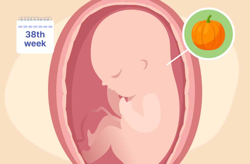 An illustration of a uterus and a fetus the size of a pumpkin representing 38 weeks pregnant.