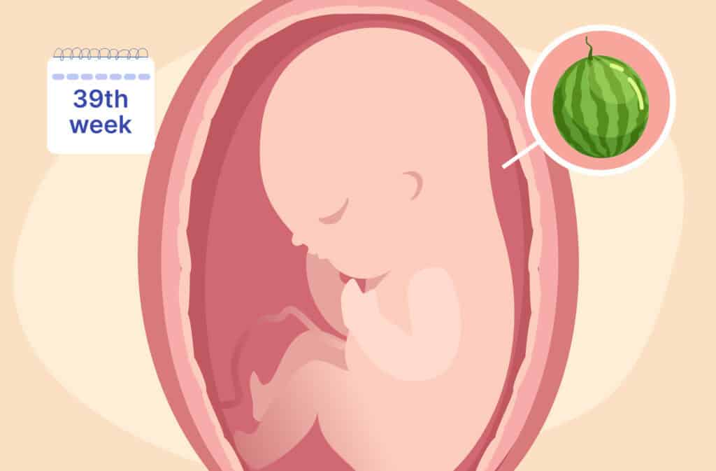 An illustration of a uterus and a fetus the size of a watermelon representing 39 weeks pregnant.