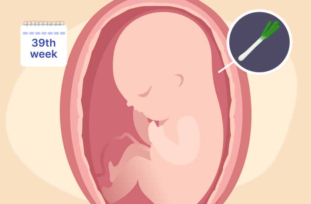 An illustration of a uterus and a fetus the size of a leek representing 39 weeks pregnant.