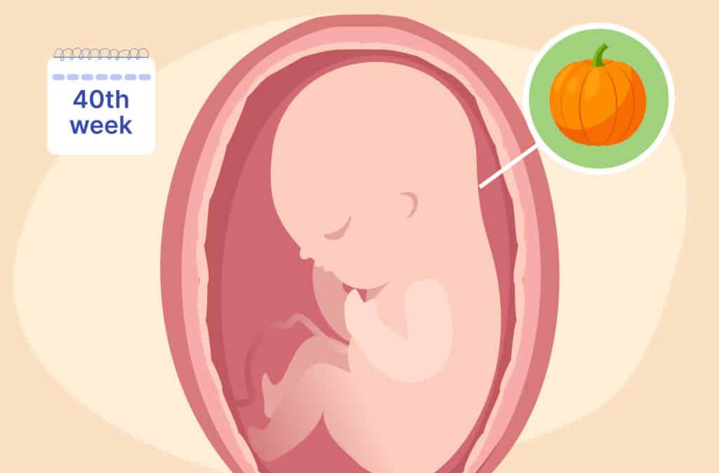 An illustration of a uterus and a fetus the size of a small pumpkin representing 40 weeks pregnant.