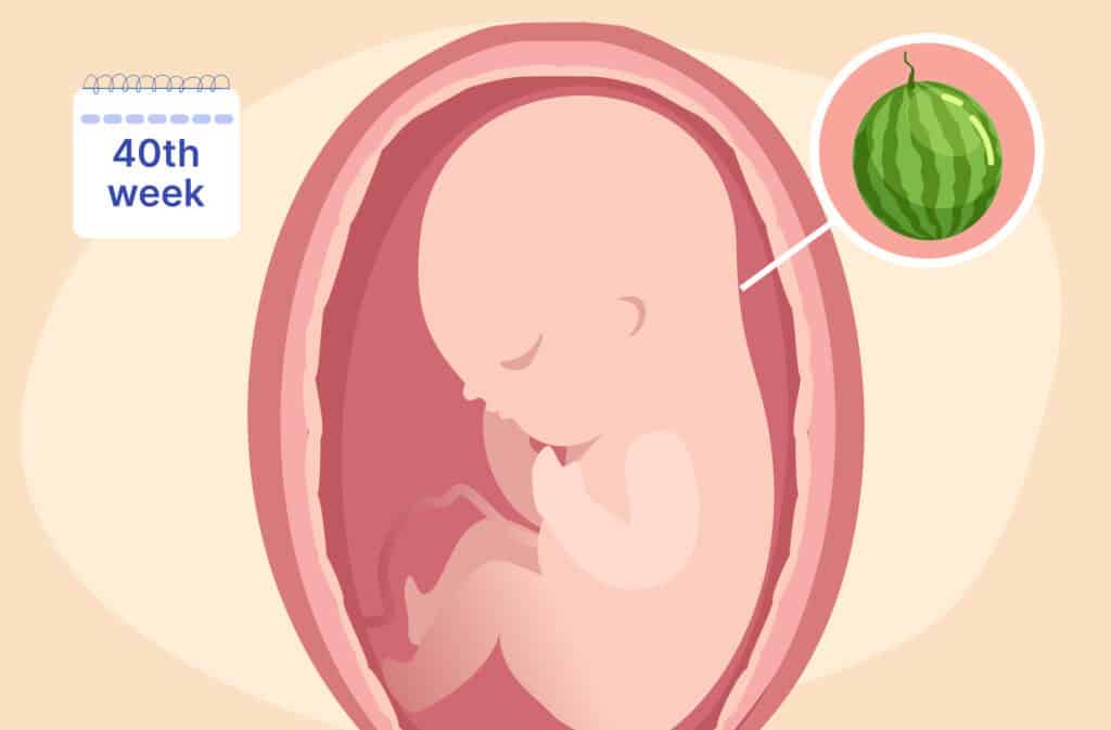 An illustration of a uterus and a fetus the size of a watermelon representing 40 weeks pregnant.