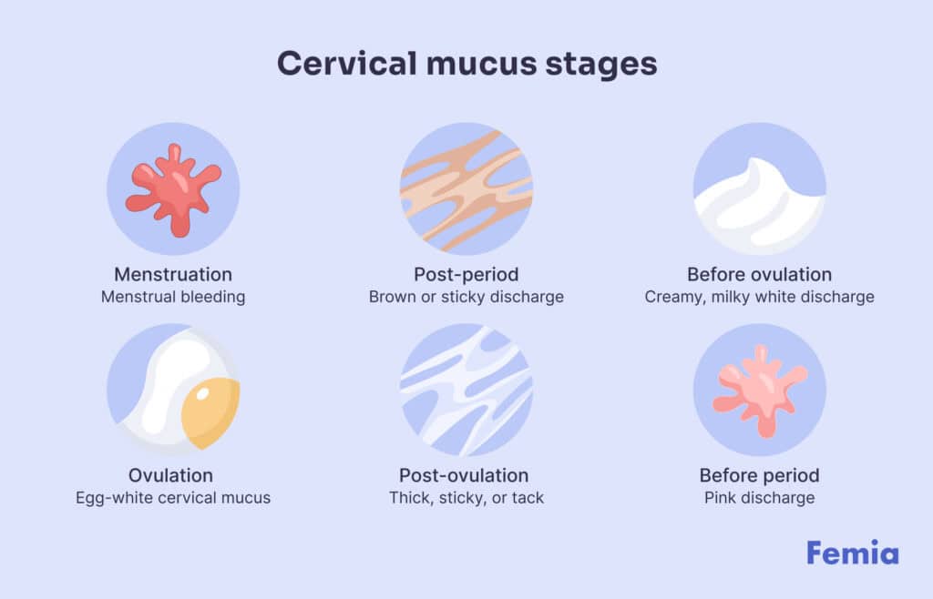 An infographic showing cervical mucus stages.