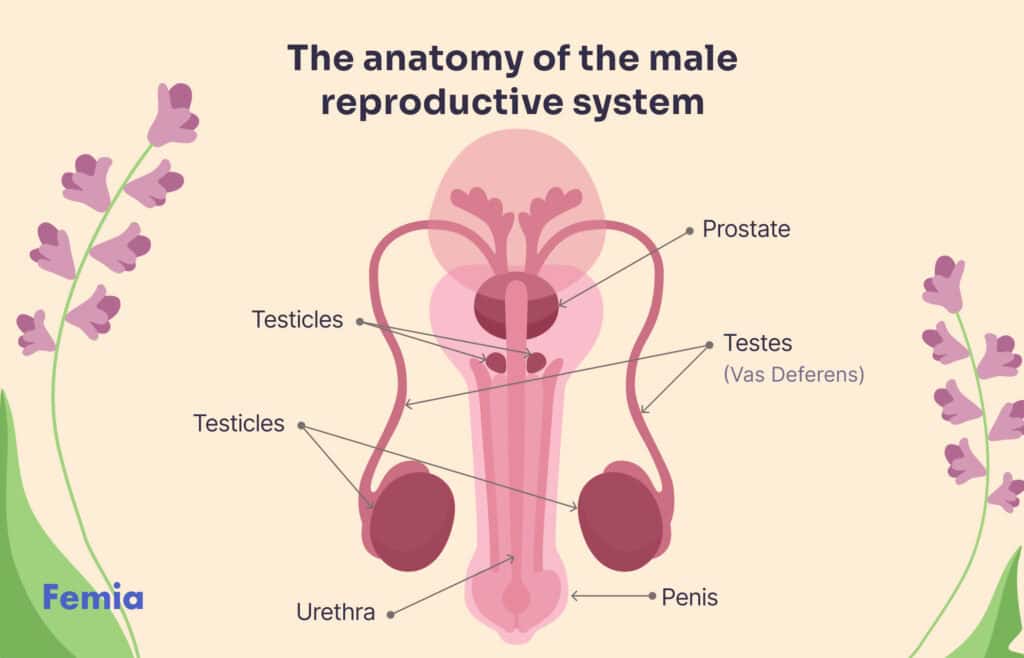 What Is Precum And Can It Cause Pregnancy All You Need To Know Femia