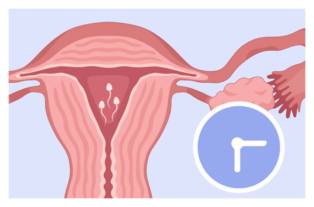 An illustration of a uterus with a sperm inside and a clock beside, representing the question 'How long does sperm stay inside a woman?'