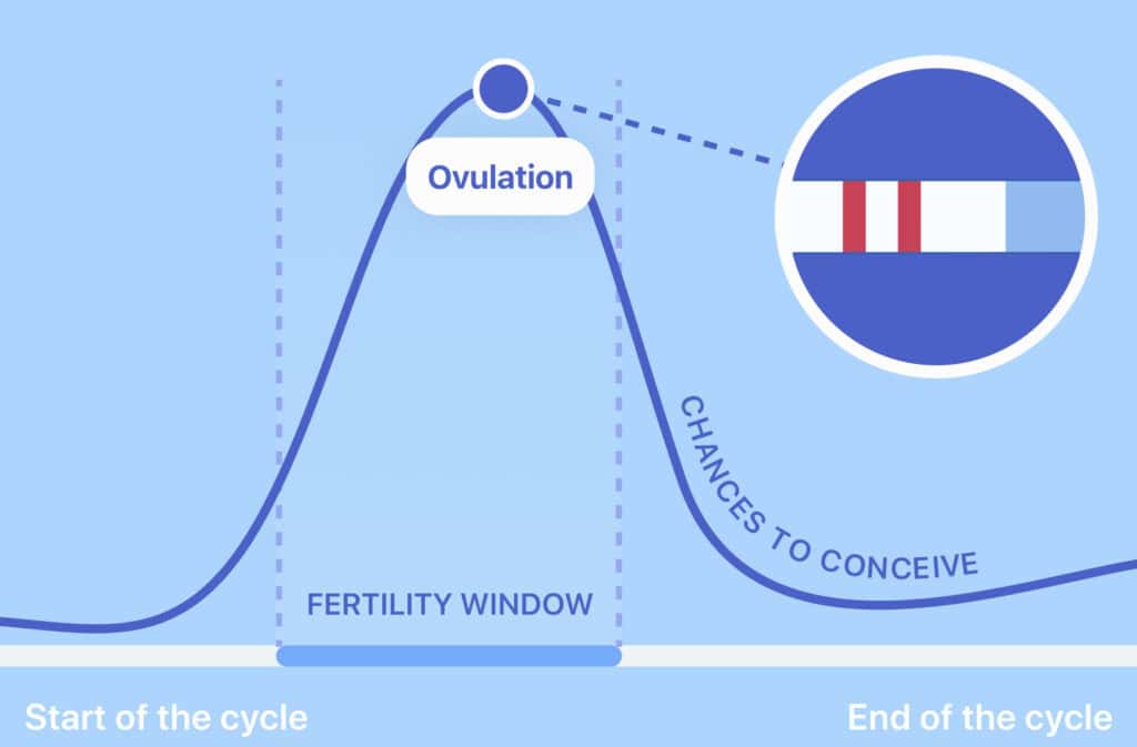 An illustration of a chart showing an LH surge and a positive ovulation test, representing the question 'How long after an LH surge do you ovulate?'