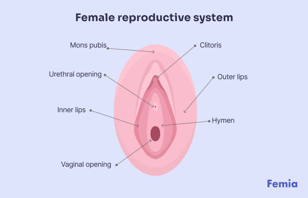 An illustration showing female reproductive system and where is the hymen located Viewers of this file can see comments and suggestions.