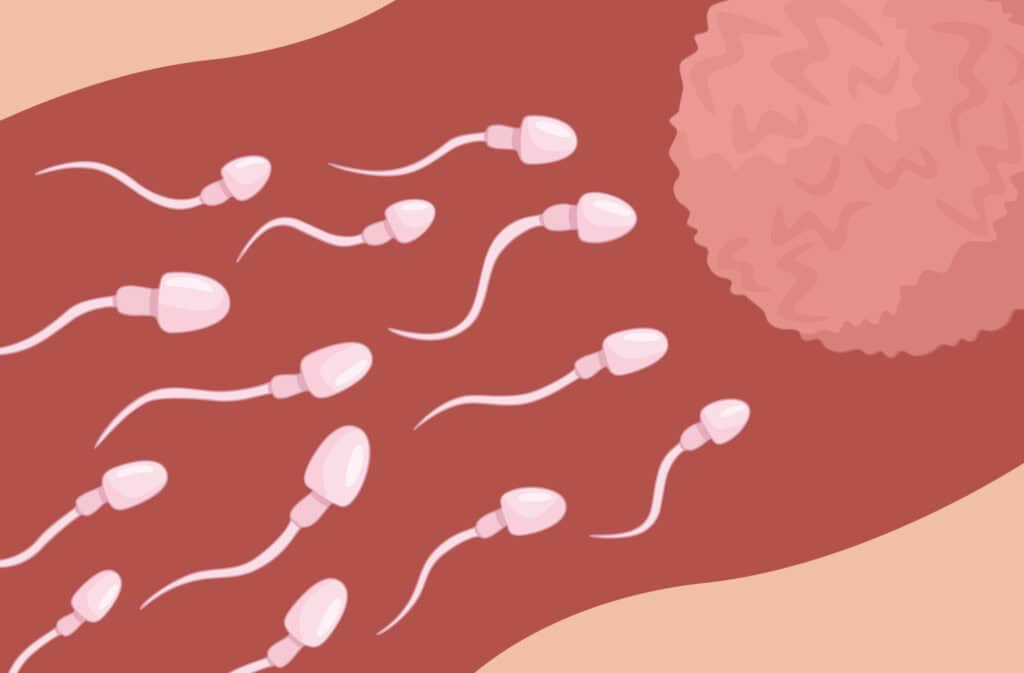 An illustration of a possible implantation, representing how long does it take for sperm to reach the egg.