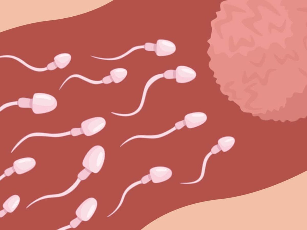 A Guide To Conception: How Long Does It Take For Sperm To Reach An Egg -  Femia, image size:1200x900