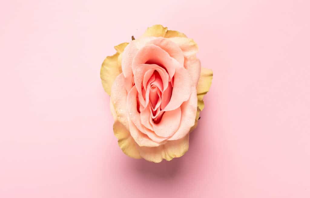 A photo of a rose, representing hymen breakage signs.